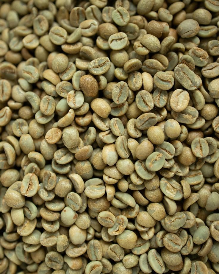 Grains de café verts, avant torréfaction.
